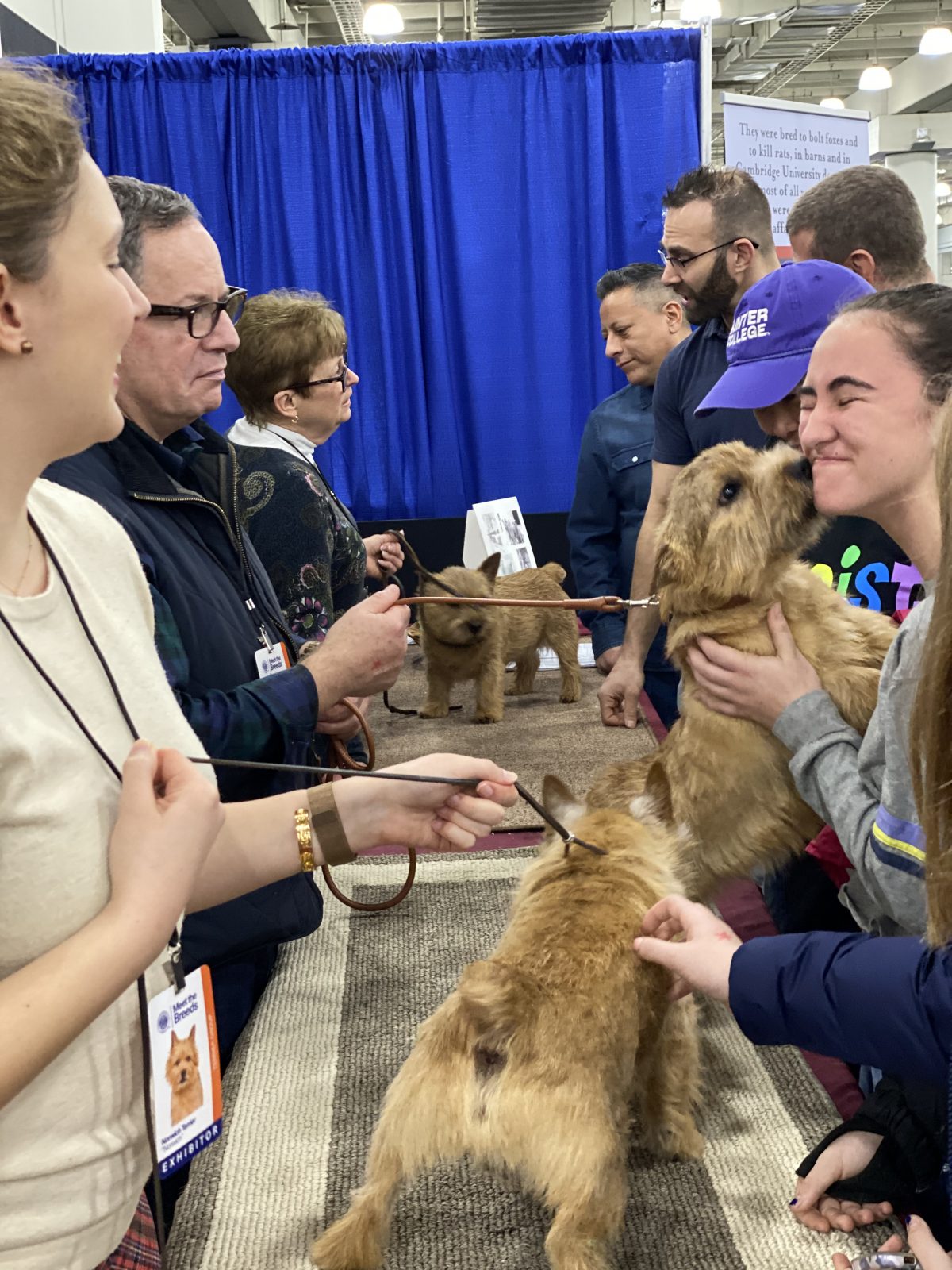Meet the Breeds Norwich Terrier Club of America