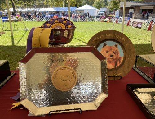 Results from the Norwich Terrier Club of America National Specialty & Sweepstakes