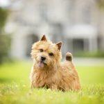 Tuffy’s Brown Dogs Tuffy’s Brown Dogs