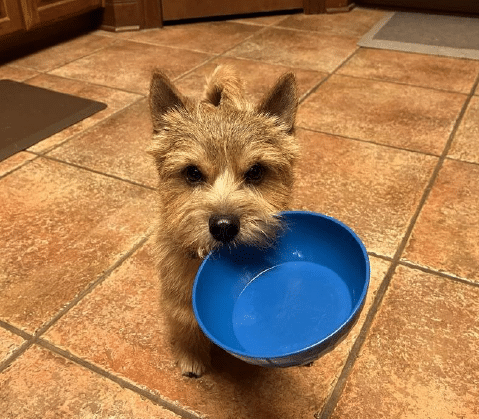 What Do I Feed My Dog And Why? – Norwich Terrier Club Of America